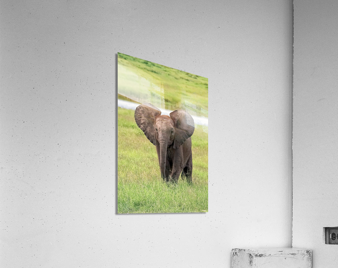Baby Elephant Big Ears Acrylic Print