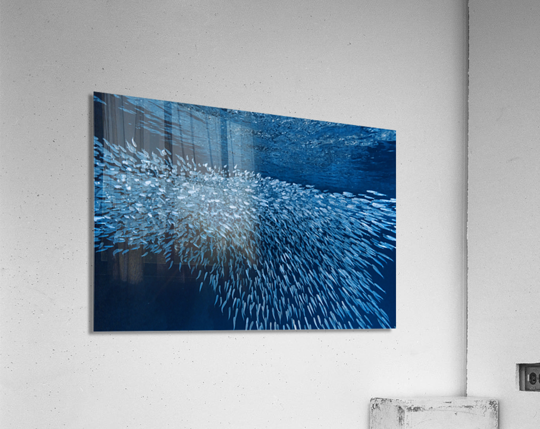 Schooling Fish Swallows Cave Tonga Acrylic Print