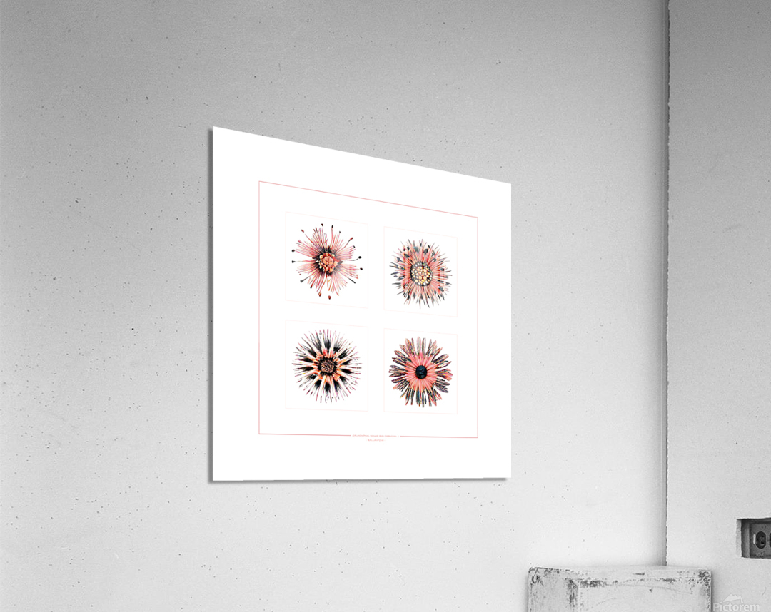 Starburst 2x2   Salmon Rouge and Charcoal 1 Acrylic Print