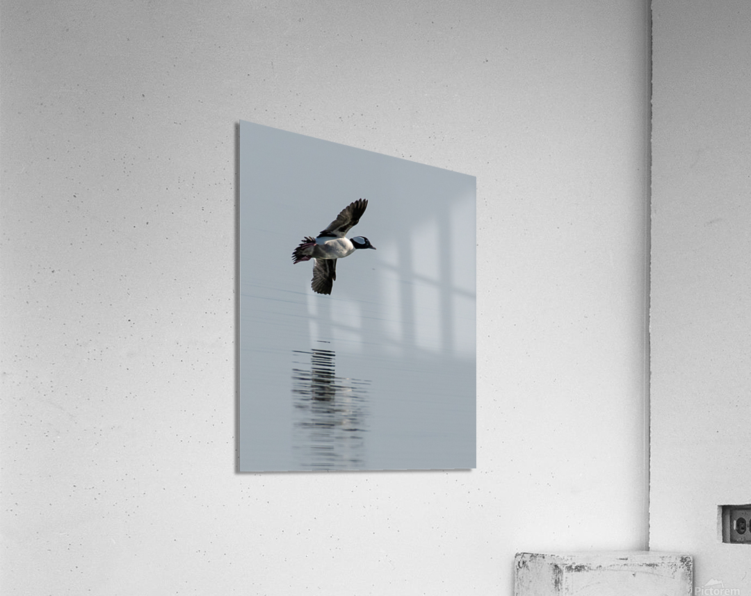 Bufflehead Flyby Acrylic Print