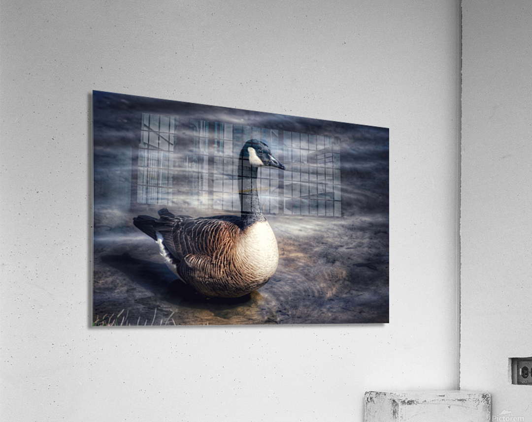 Canada Goose  Acrylic Print