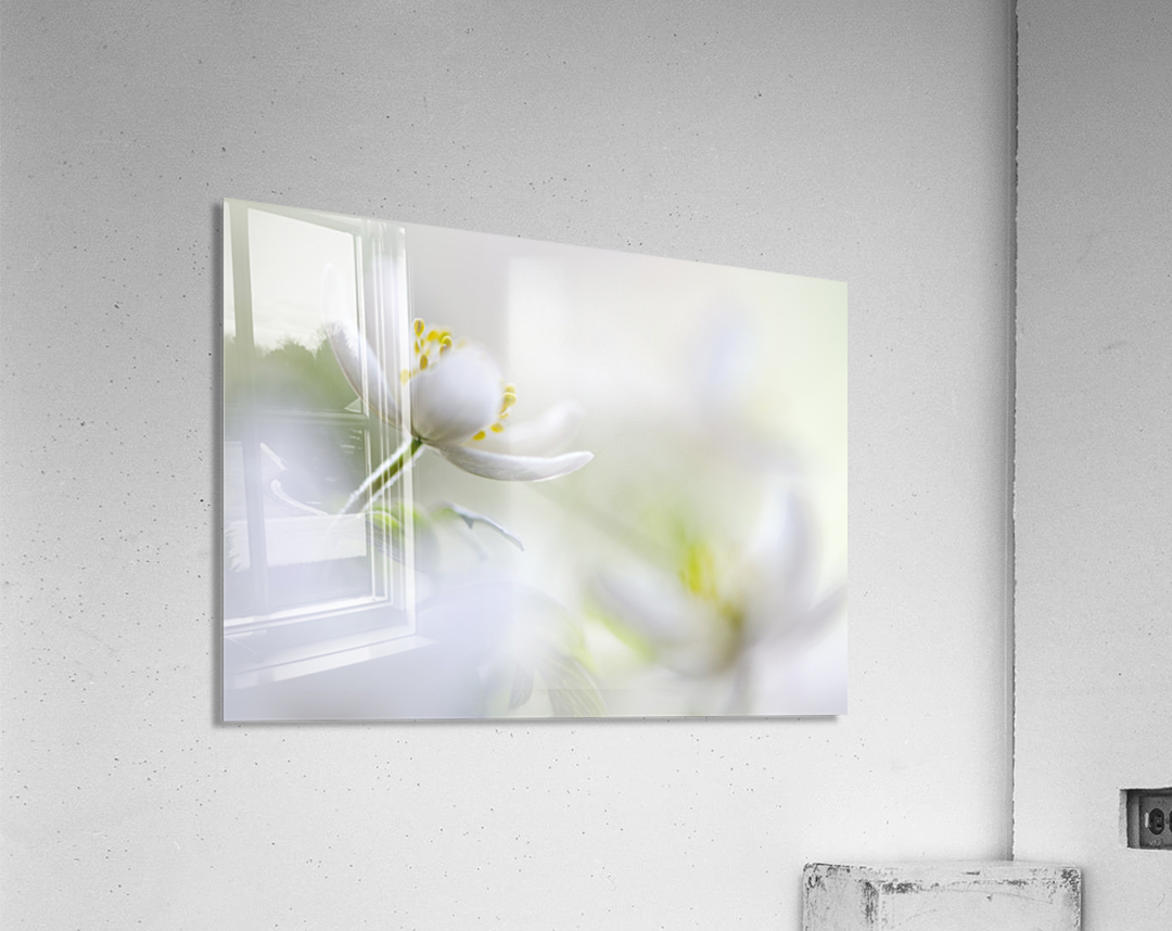 White Spring Acrylic Print