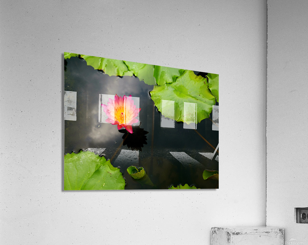 Water Lily Acrylic Print