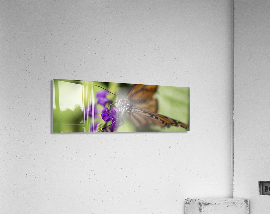 Butterfly Eye Acrylic Print