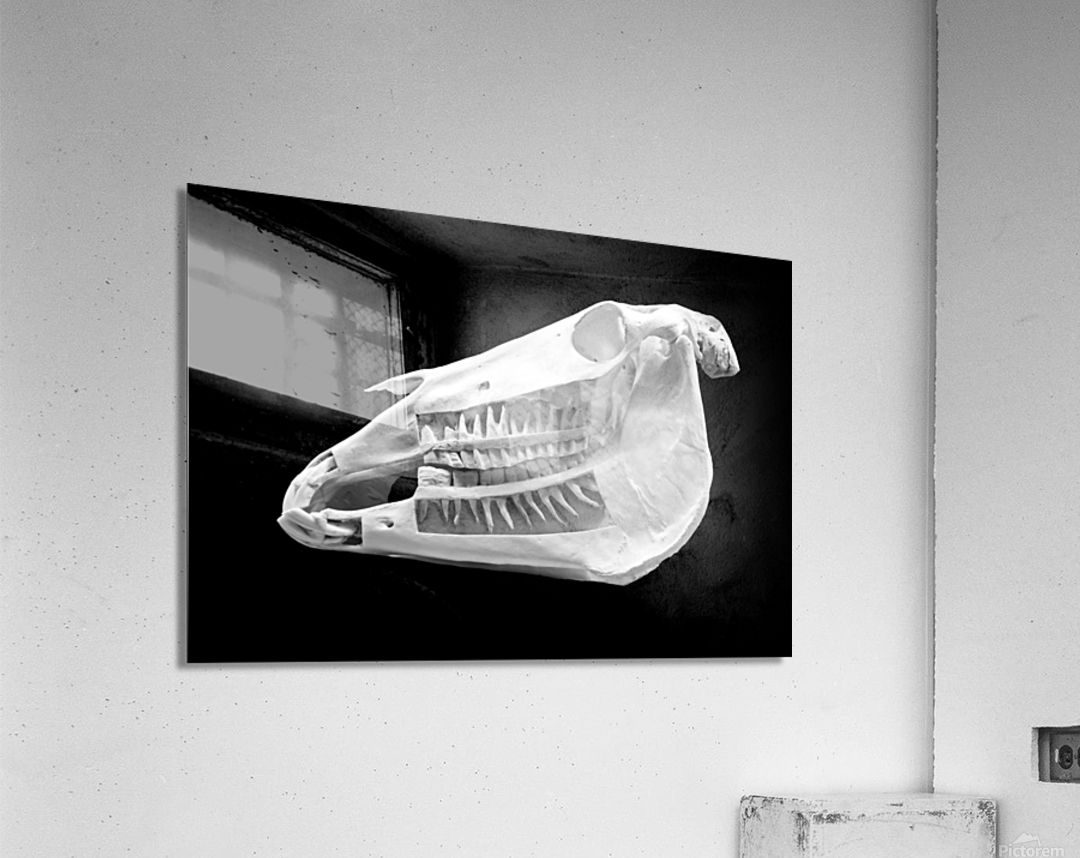 Horse Skull Showing Embedded Teeth Acrylic Print