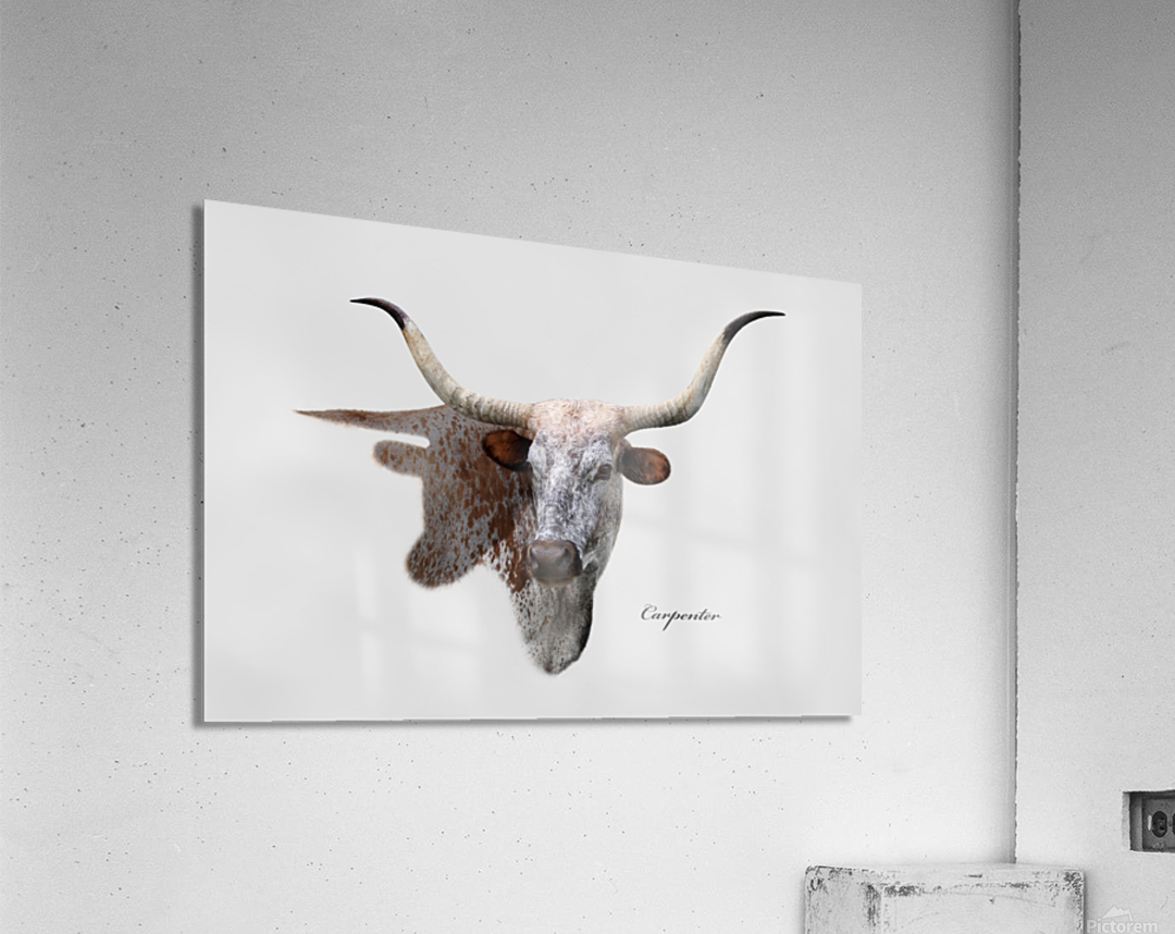 Longhorn Cow With Shadow Acrylic Print