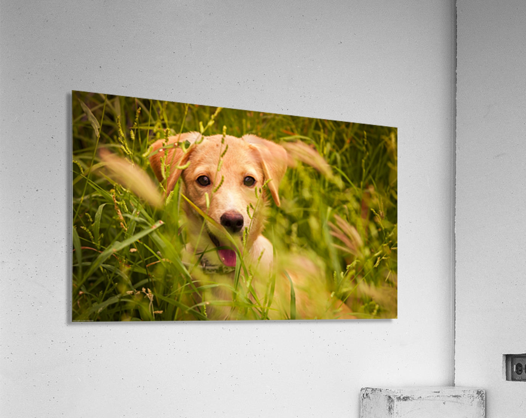 IMG_1411 2 Acrylic Print