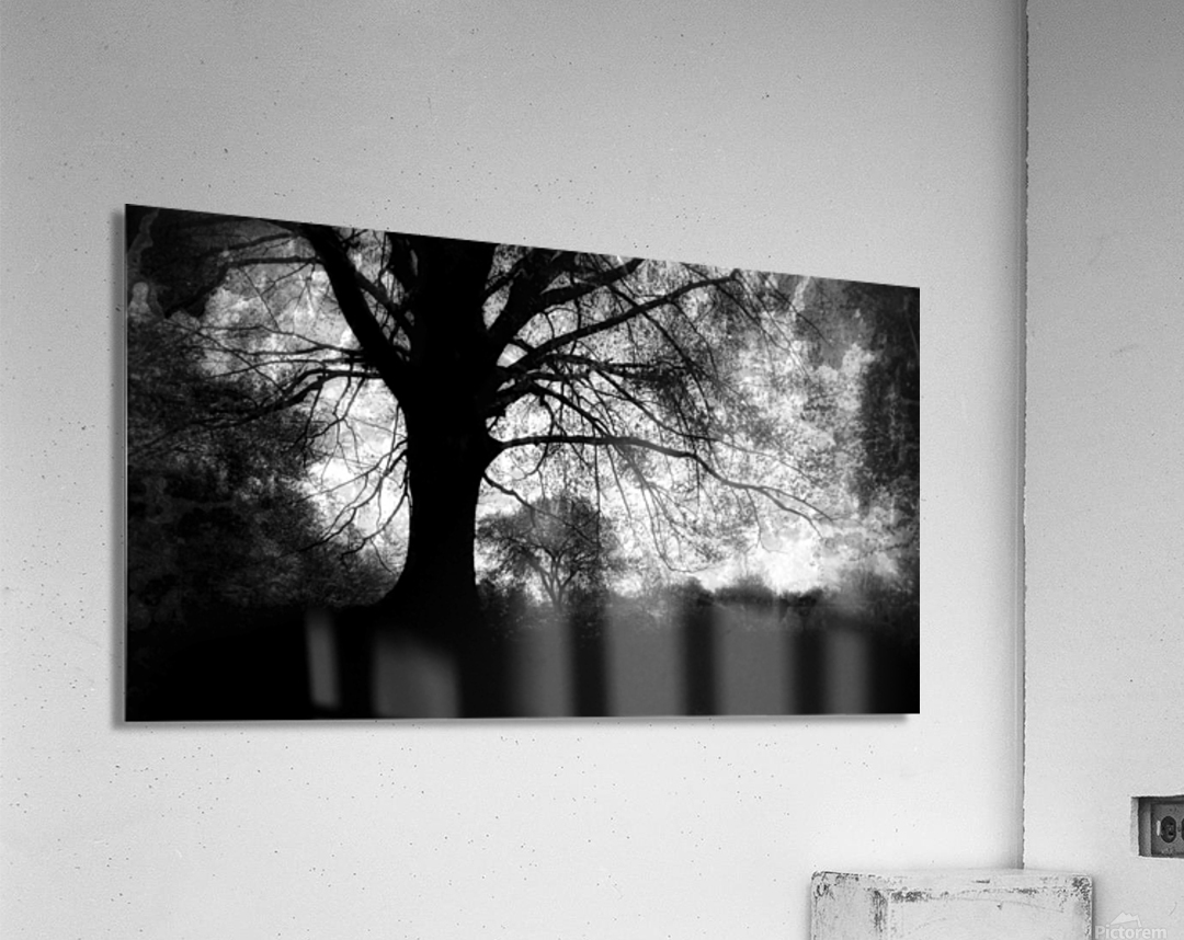 Oak Tree  B&W Acrylic Print