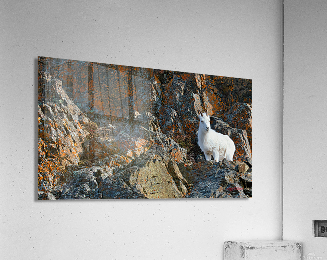 Ram sheep along Seward Highway Acrylic Print