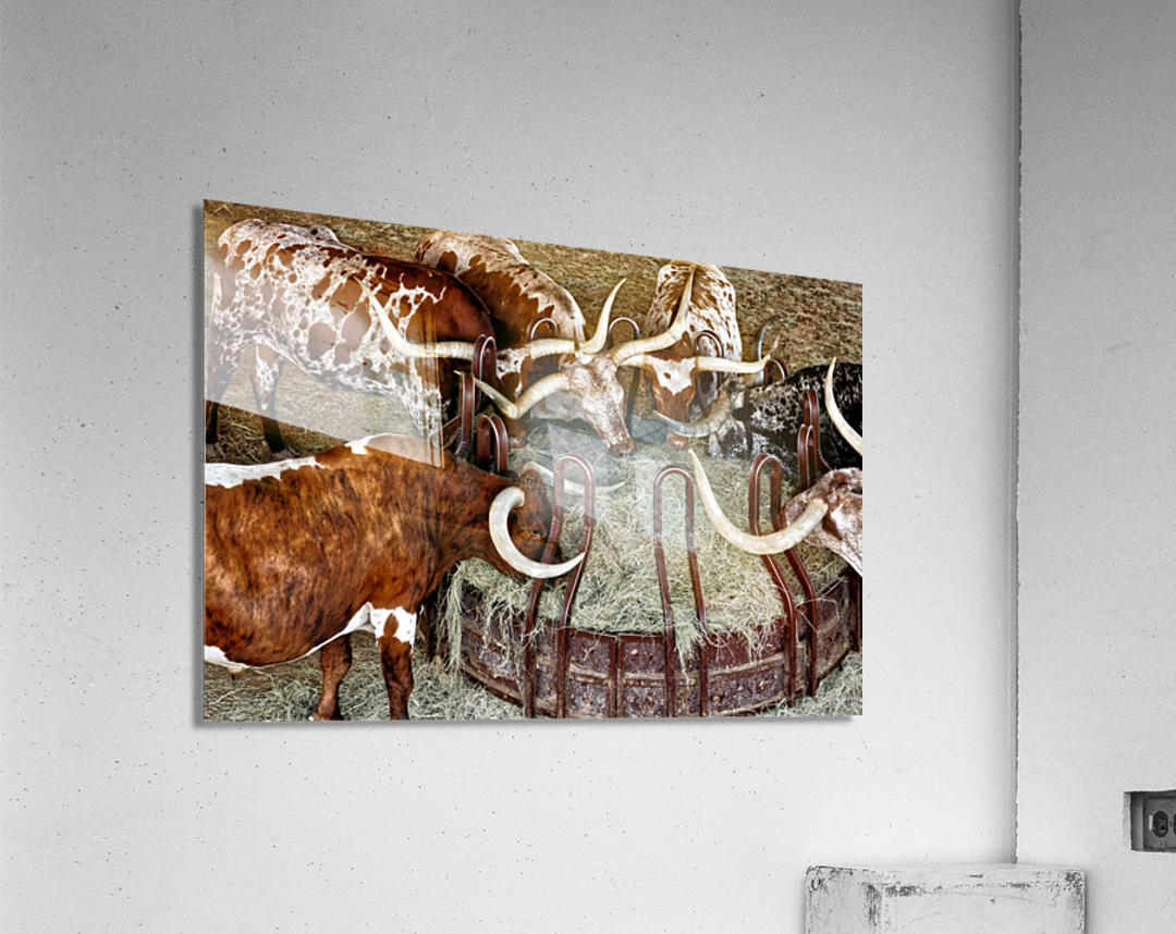 Longhorns Acrylic Print