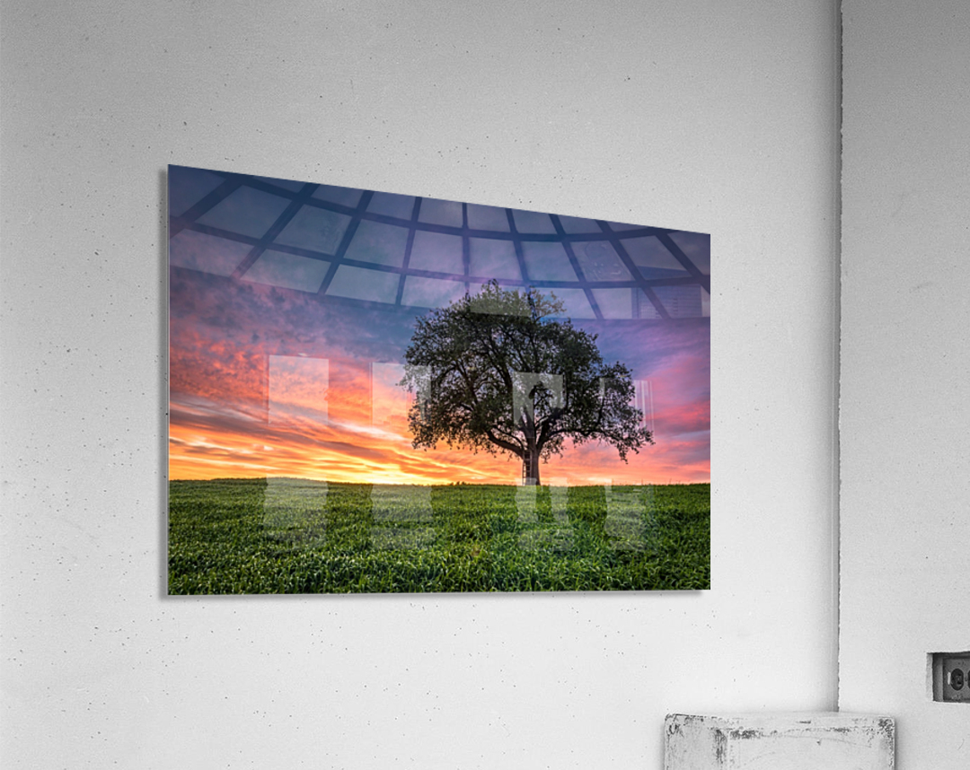 Lonely Tree at Sunset Acrylic Print