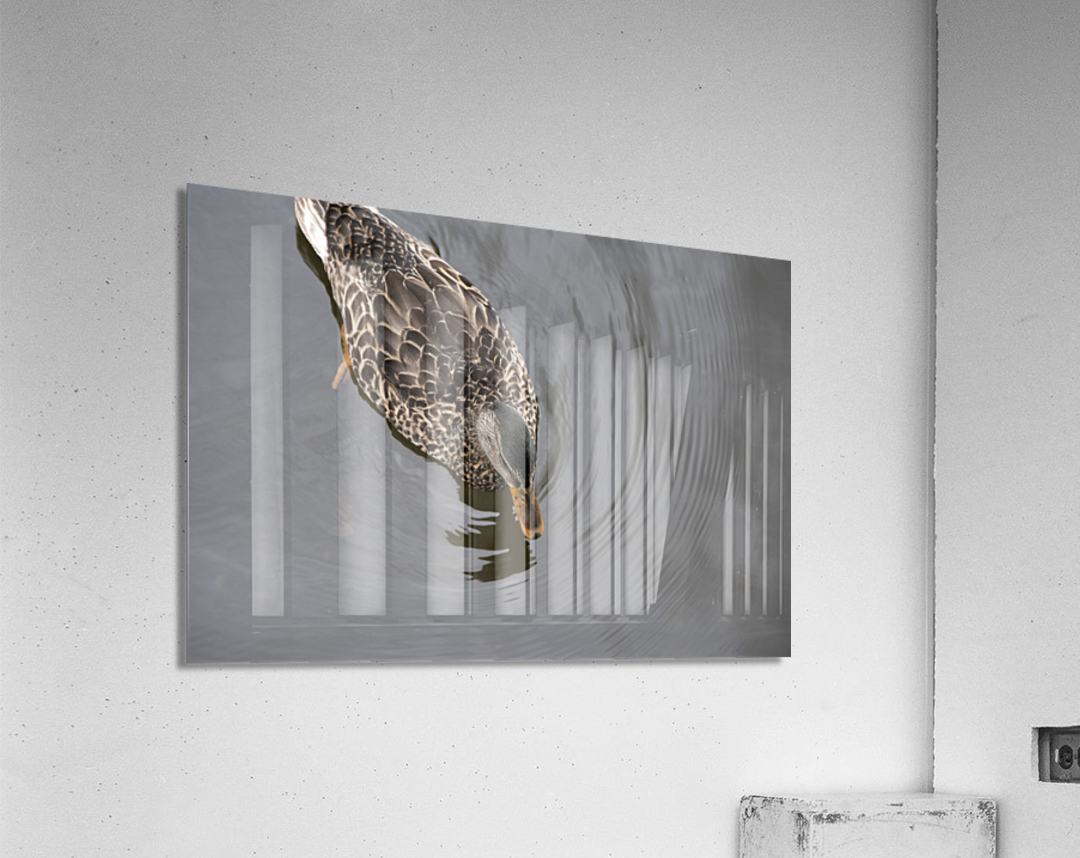 Canard du Quebec qui joue dans le lac de Lambton. Impression acrylique