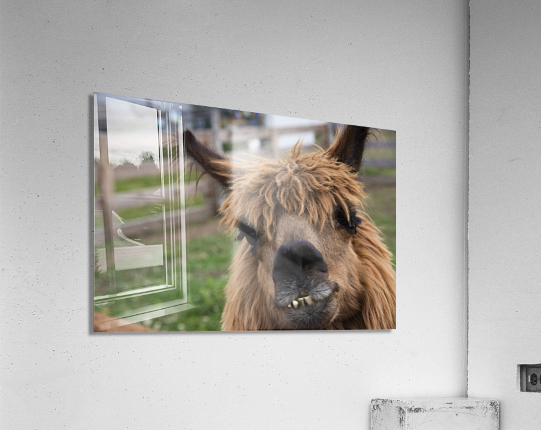 Coucou mon amie    Acrylic Print