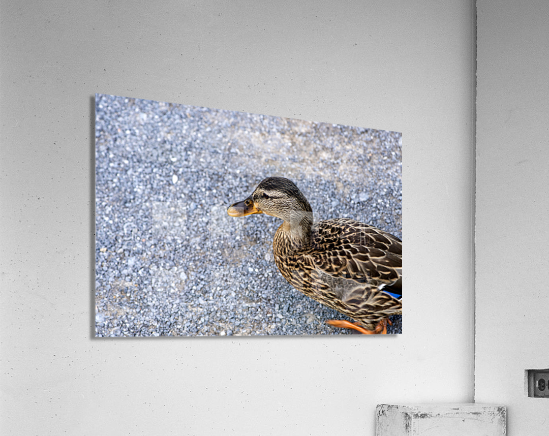 Canard en ville Acrylic Print