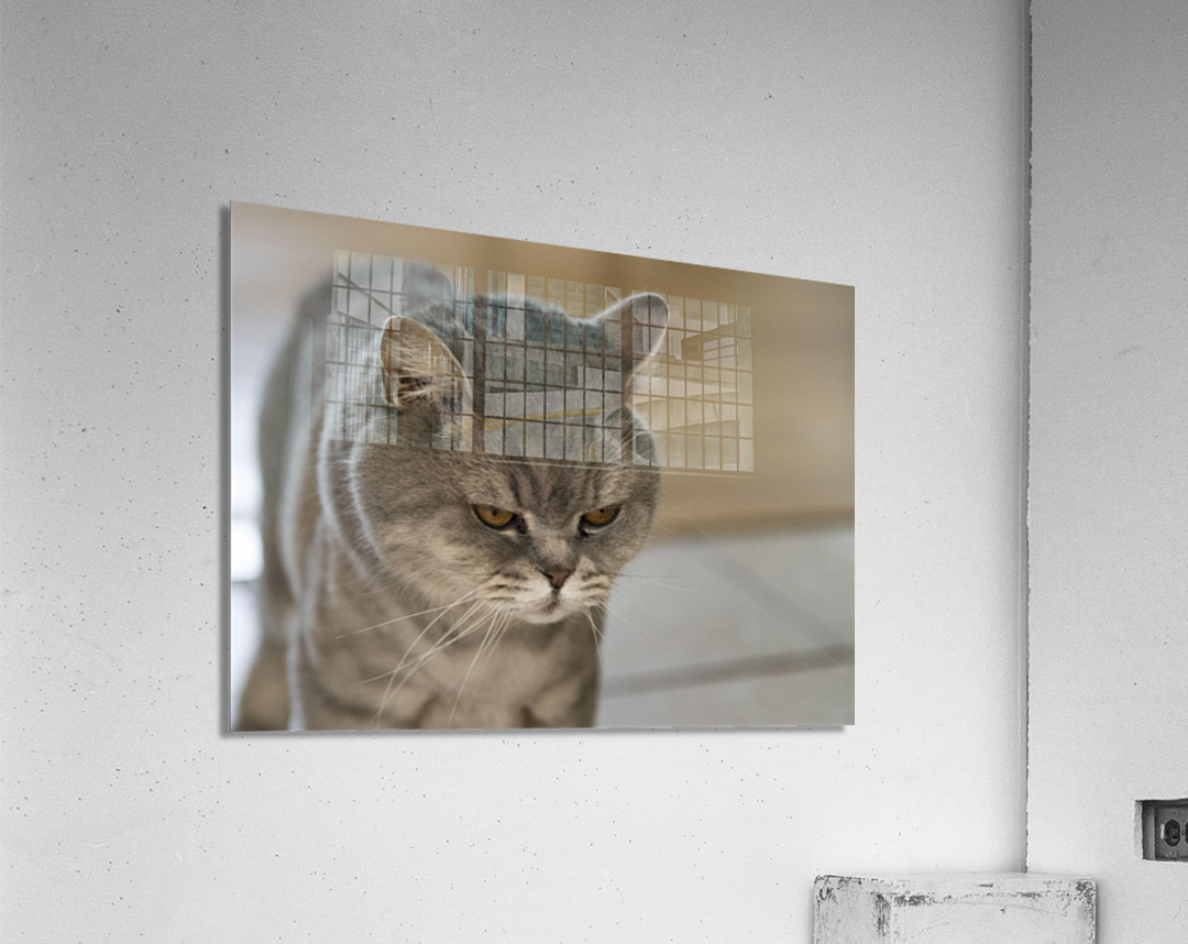 Mon Chat et moi Acrylic Print