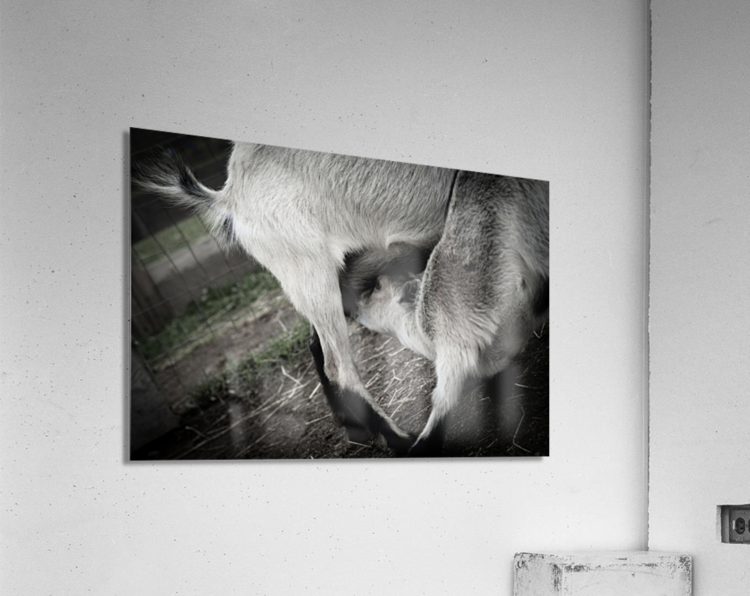 Chevreau qui mange Acrylic Print