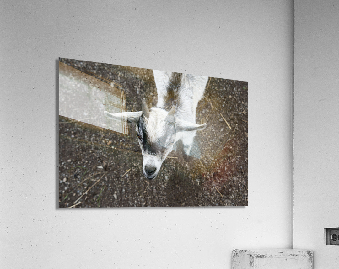 Bebe chevre Acrylic Print