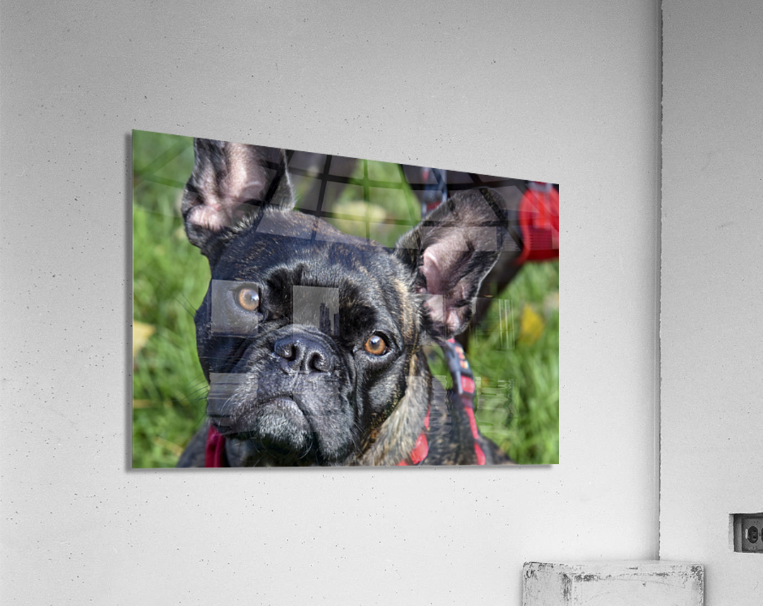 Bulldog en promenade Acrylic Print