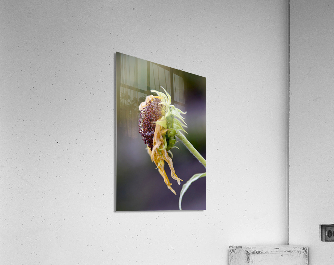 Tournesol en fin de vie Acrylic Print