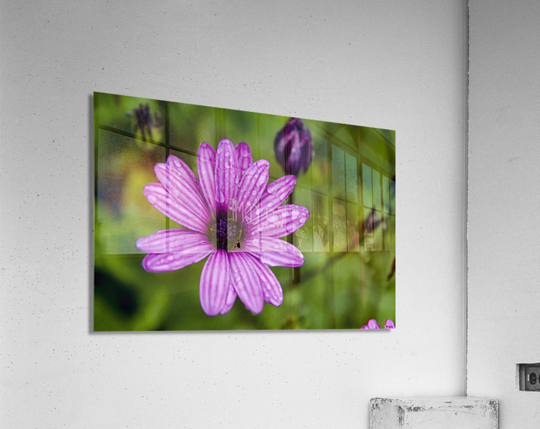 Anemone 2 Acrylic Print