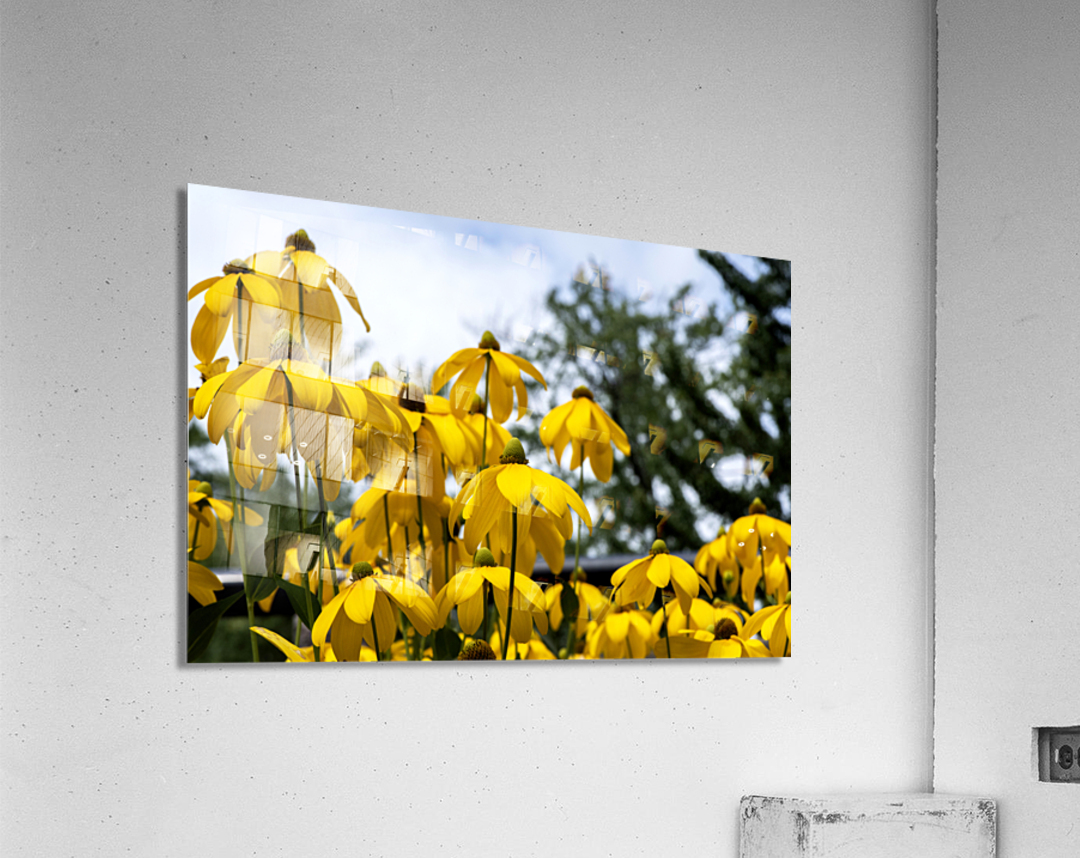 Tournesol en course Acrylic Print