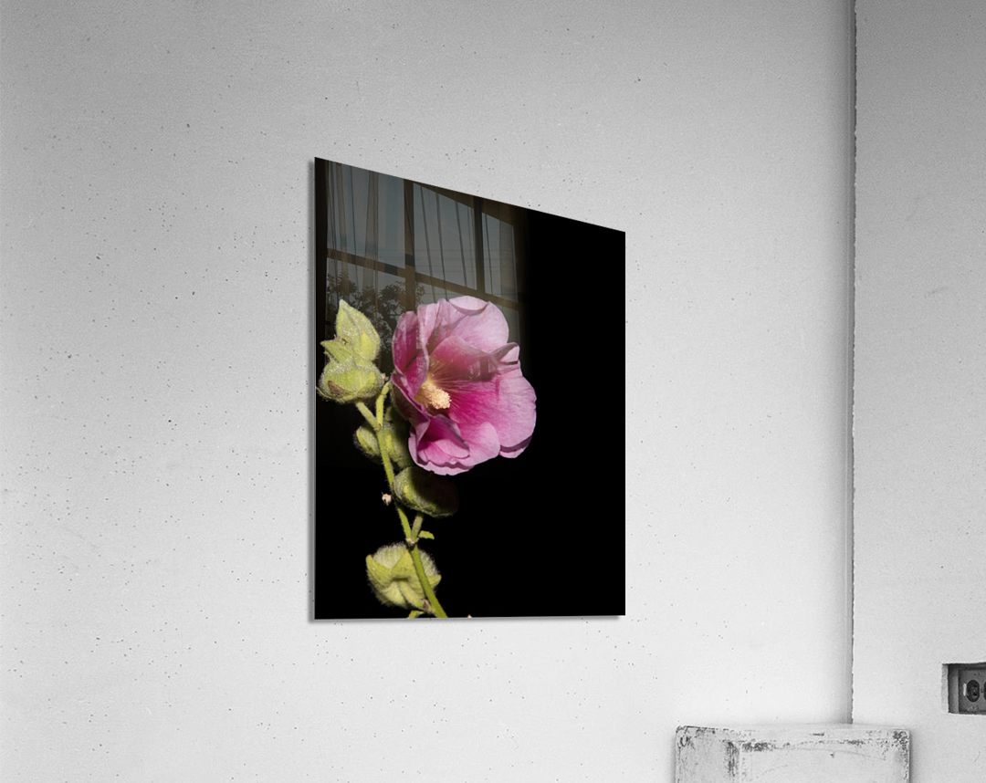 Fleurs Hisbucus rose de nuit Acrylic Print