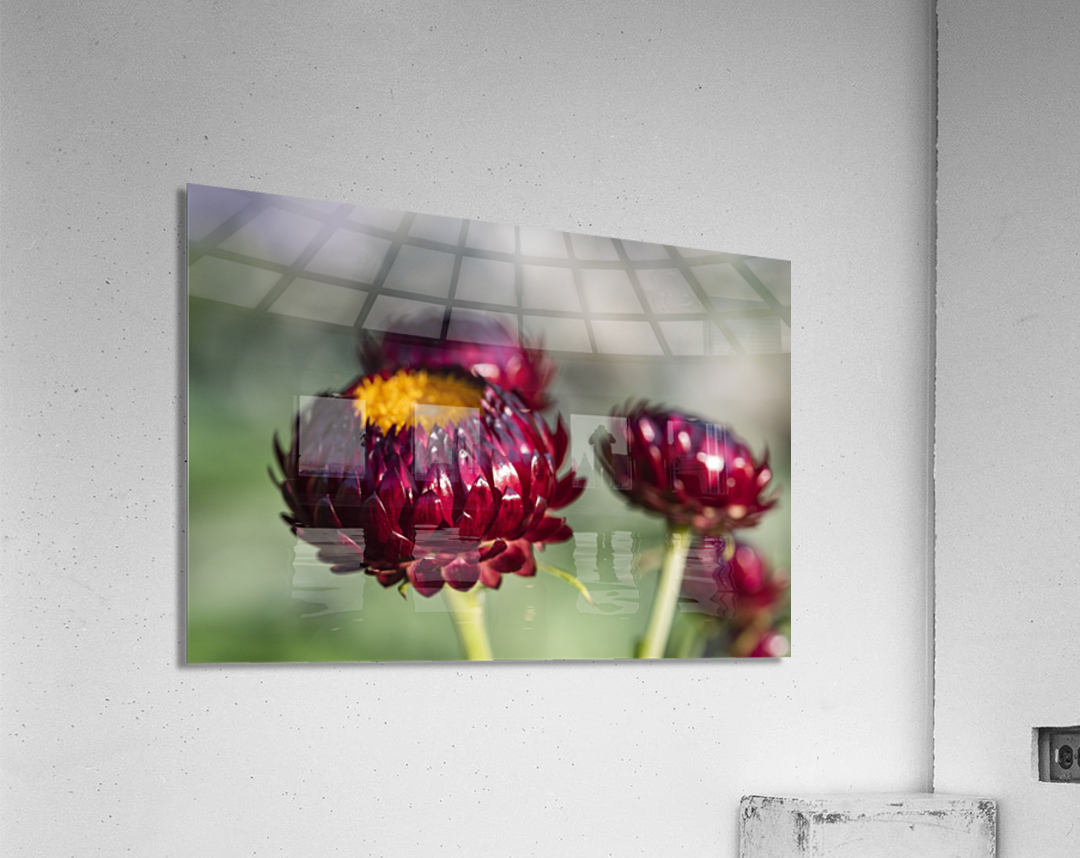  immortelle a bracteesfleur Acrylic Print