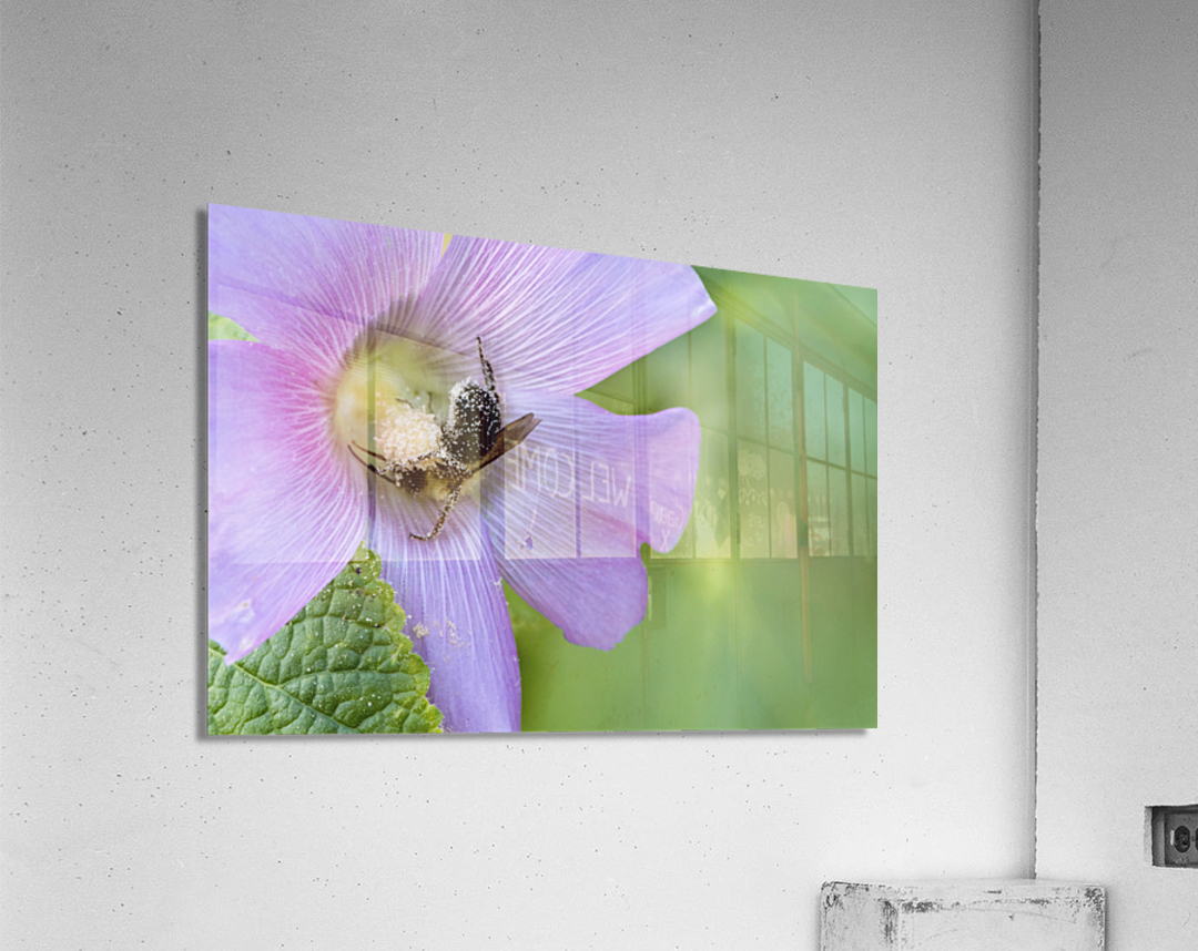 Natures Worker: Macro Image of Pollen-Covered Bee on Hibiscus Acrylic Print