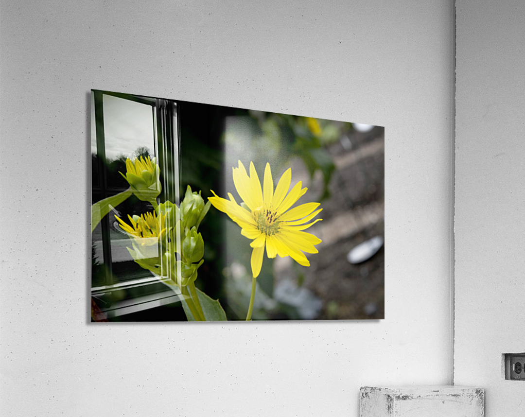 Eclat solaire : Le tournesol en macro une explosion de couleurs Acrylic Print