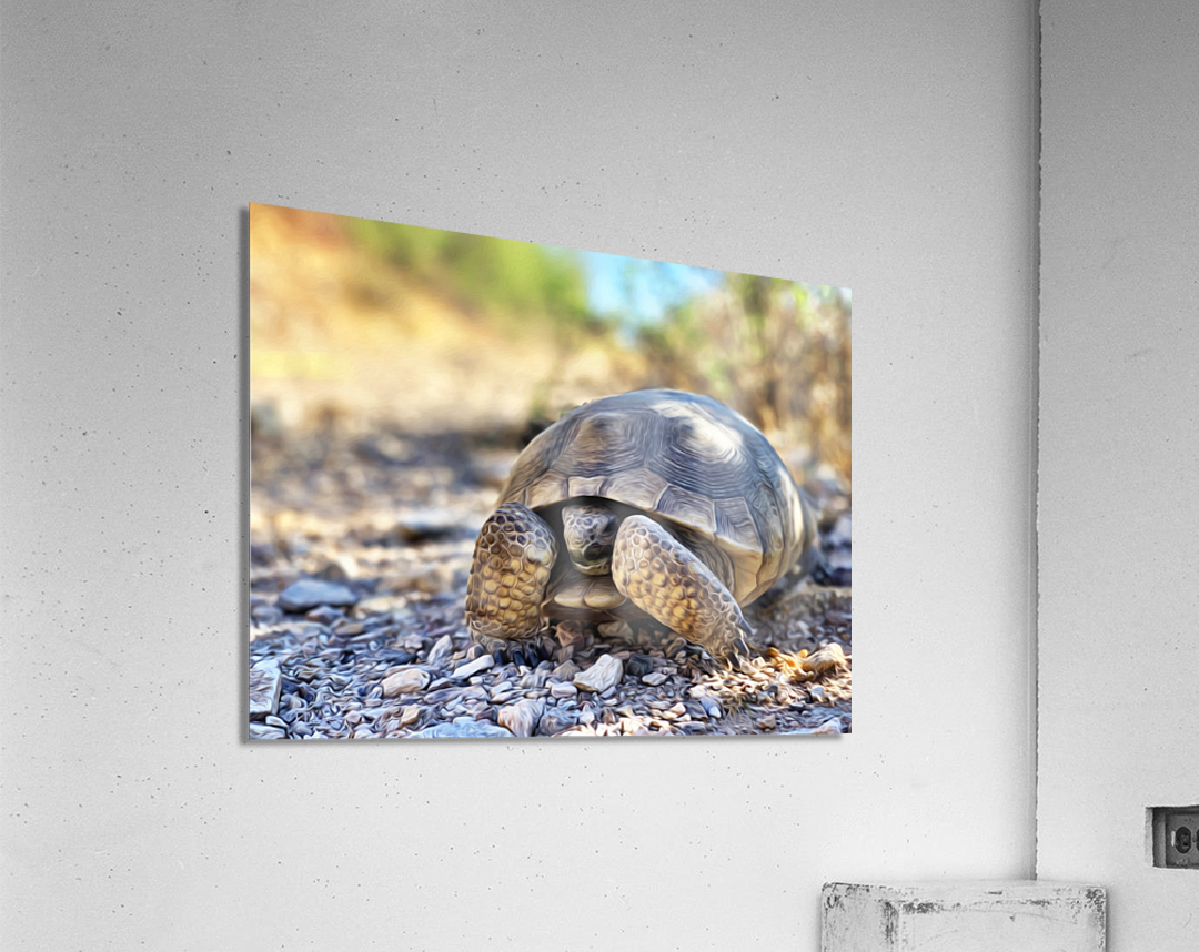 Tortoise 1 Acrylic Print