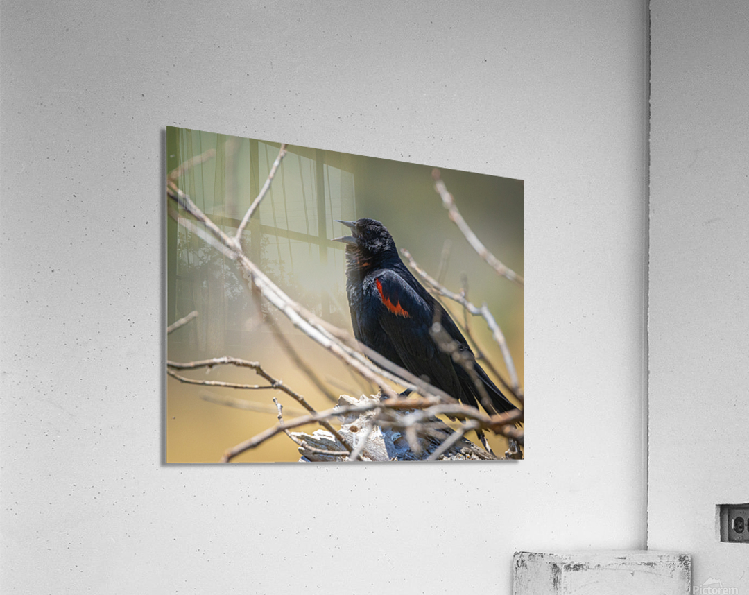 Red-winged Blackbird Acrylic Print