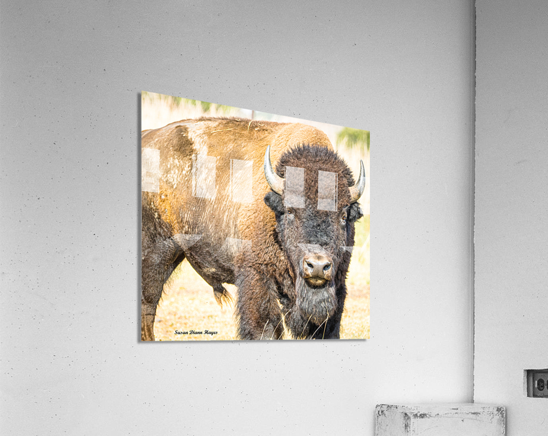 Stare Down Acrylic Print