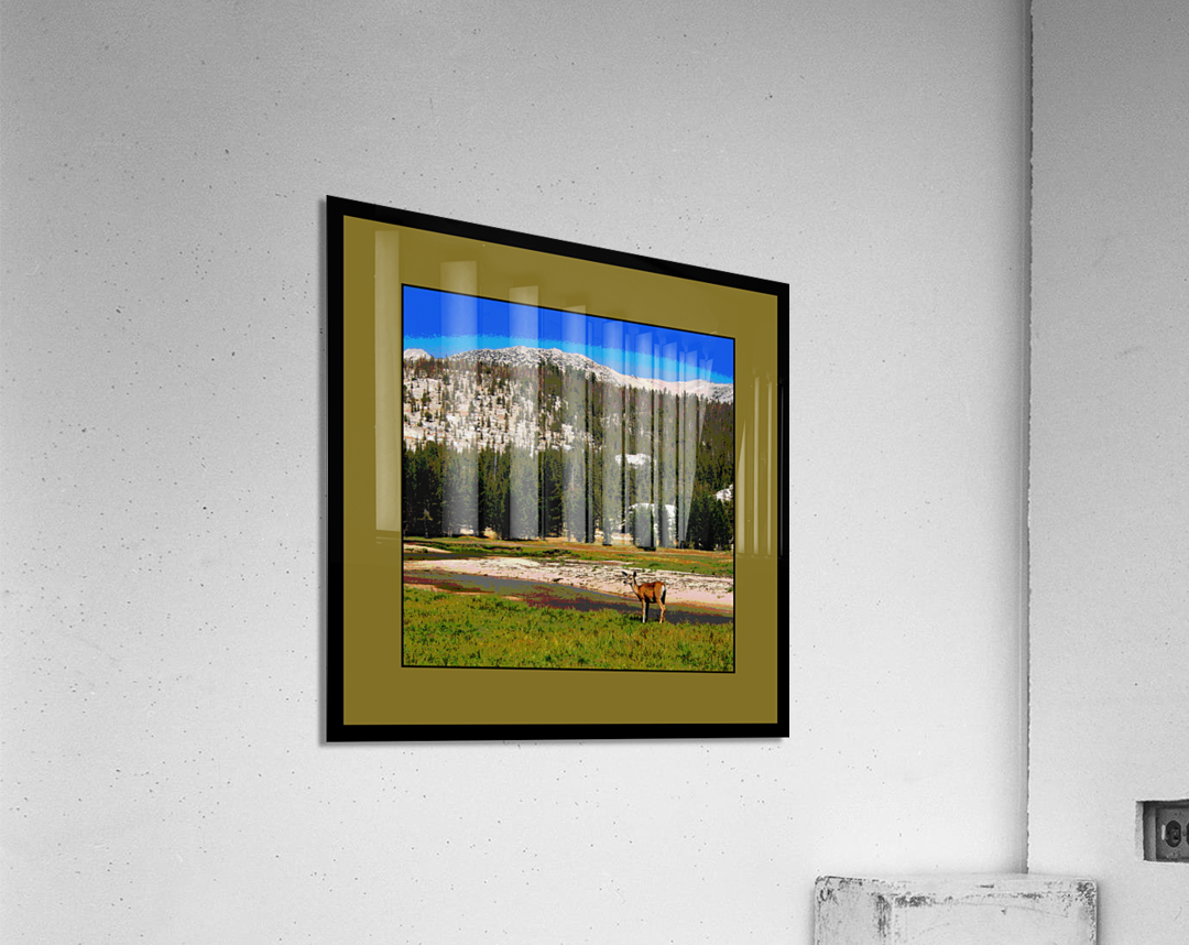 A Doe In Tuolumne Meadows Yosemite National Park Acrylic Print