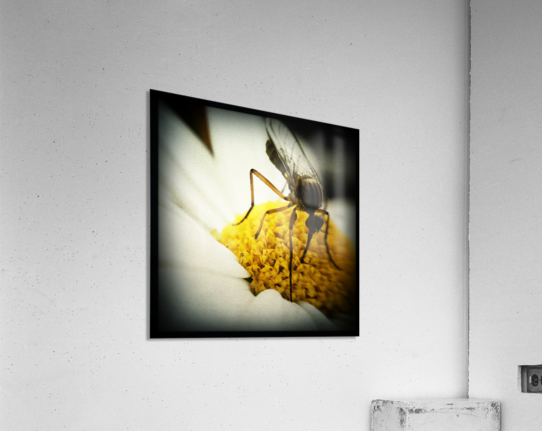Vegetarian Mosquito Acrylic Print