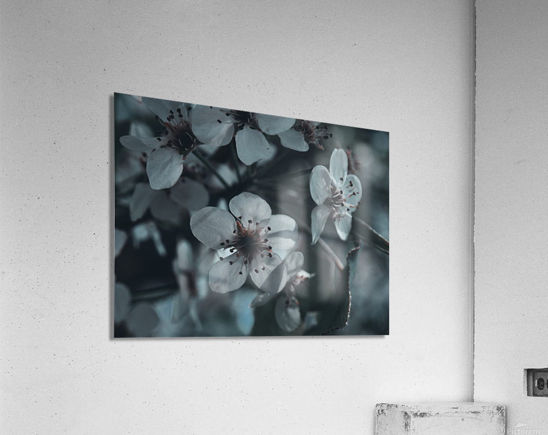 Sakura 1 Acrylic Print