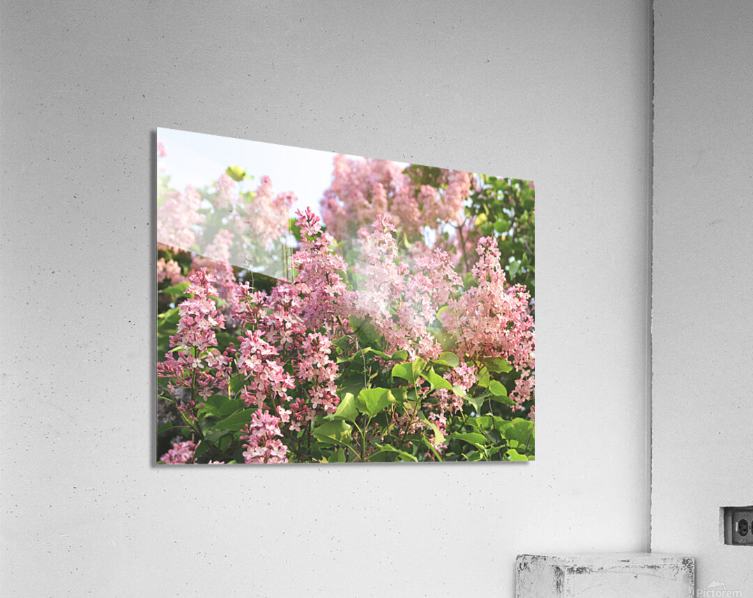 Pink Profusion of Lilacs Acrylic Print