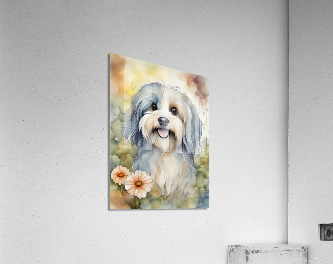 Cute Havanese Dog 3 Acrylic Print