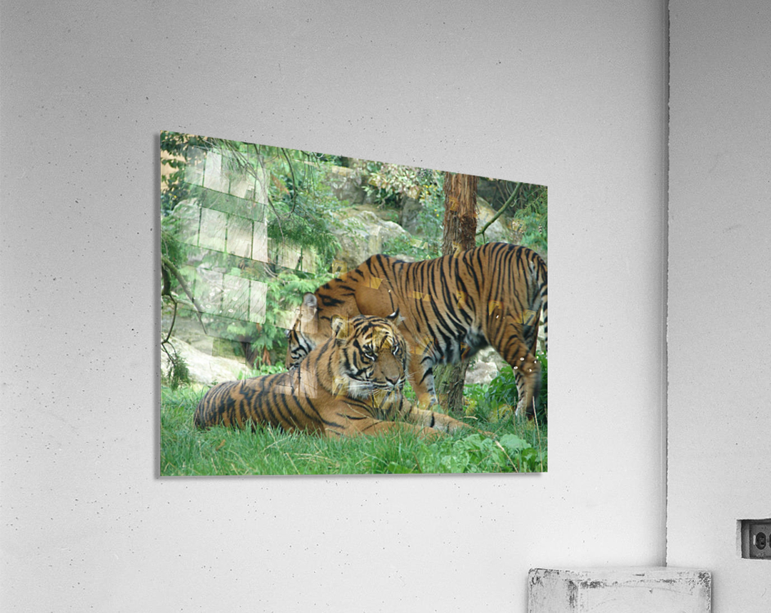 Tigers Acrylic Print