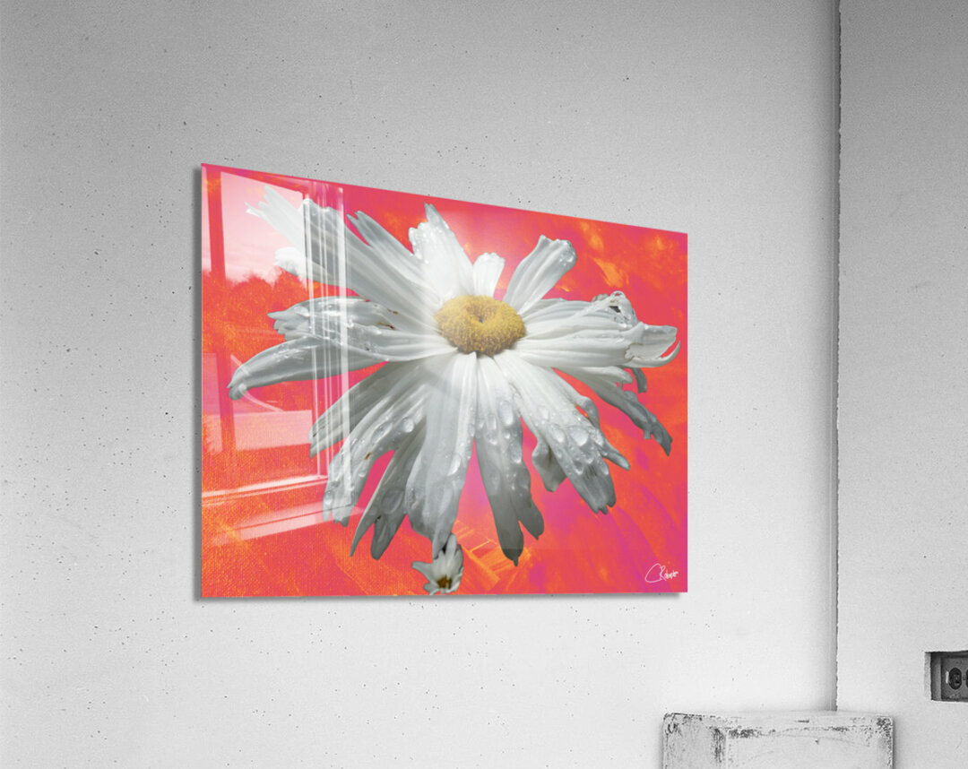  Daisy Flower Close Up on Vibrant Acrylic Print