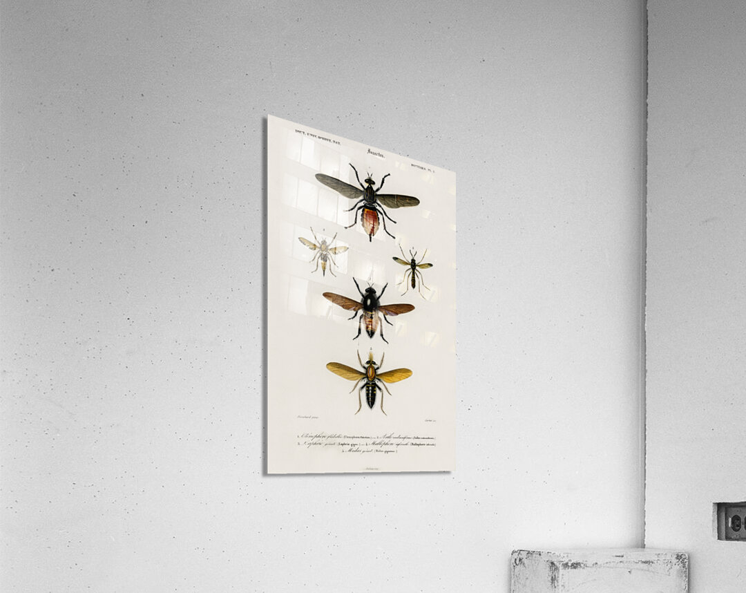 Different types of insects par IStockHistory com