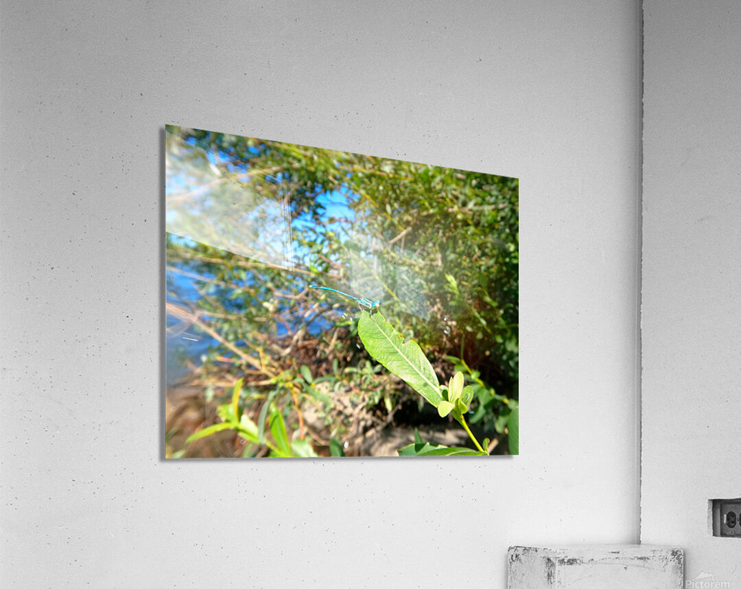 Timmy Dragonfly Acrylic Print