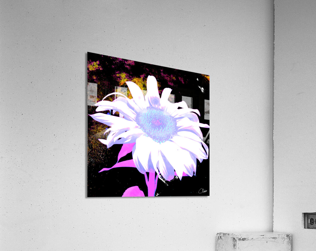 Pink Sunflower on  Dark  Abstract Background Acrylic Print