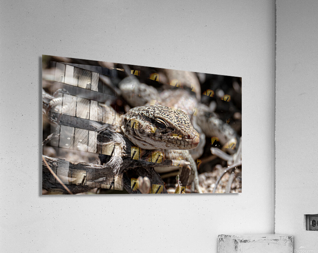 Female maculatus Acrylic Print