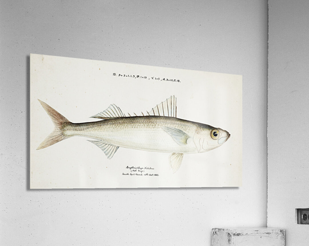 Antique drawing watercolor fish Emmelichthys Nitidus marine life. South Pacific Fishes by Frank Edward Clarke 1849-1899. Acrylic Print