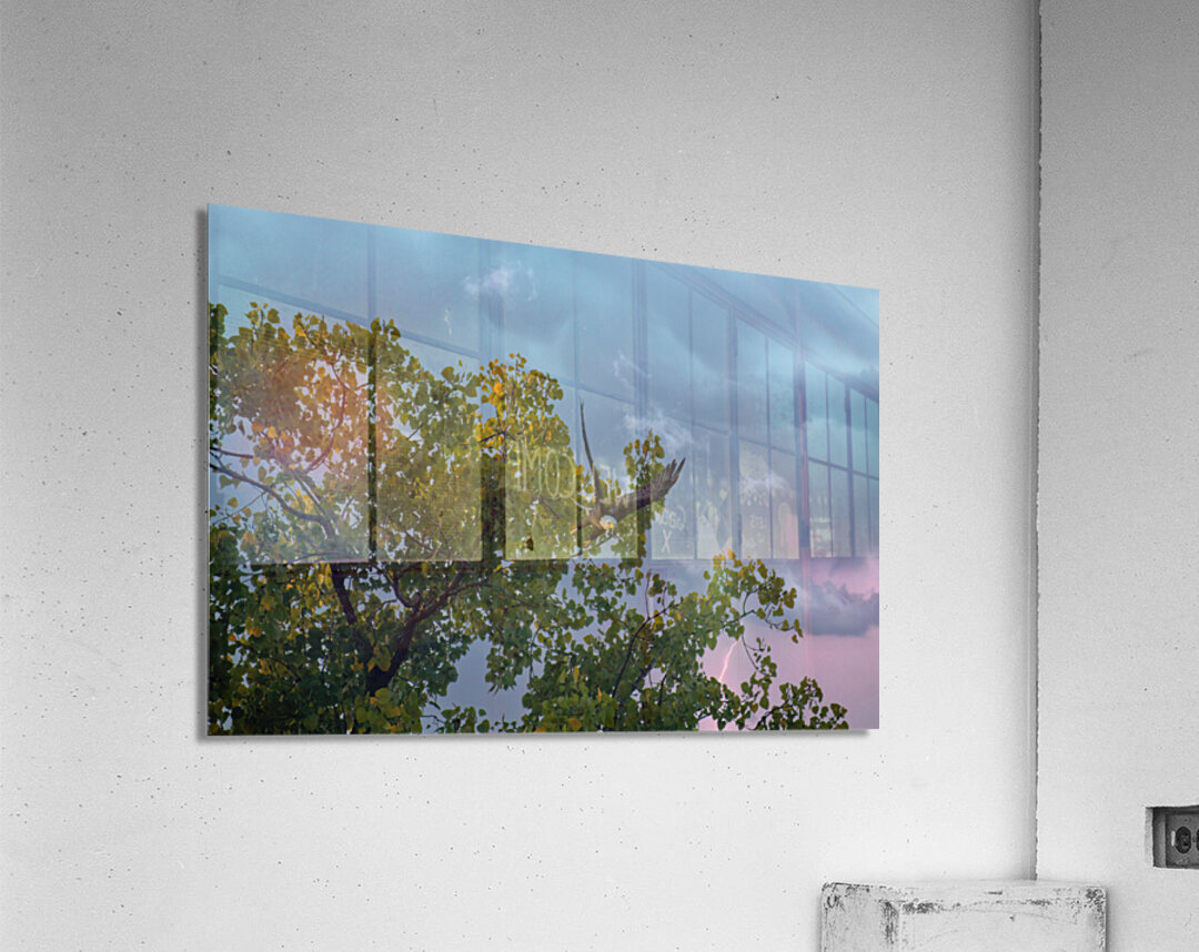 Eagle in the storm Acrylic Print