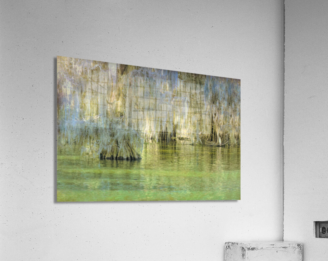 Louisiana Bald Cypress Light Beams Acrylic Print