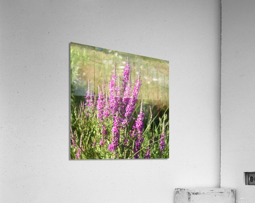 Loosestrife Wild Flowers in a Ditch Acrylic Print