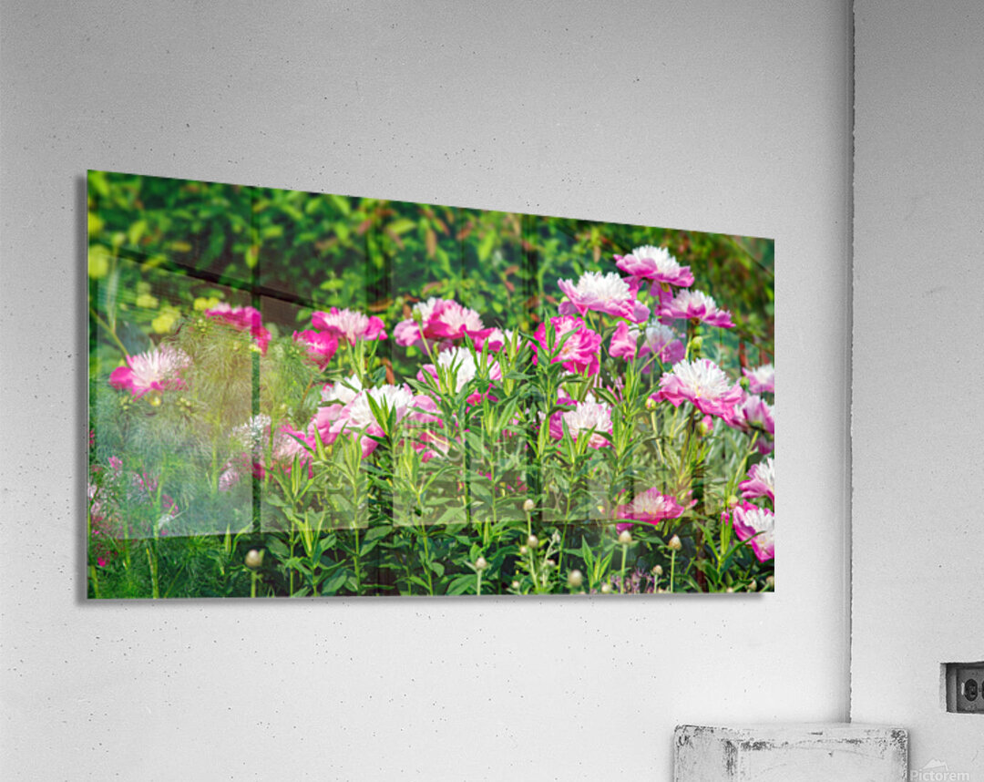 Peonies are Always in Style Acrylic Print