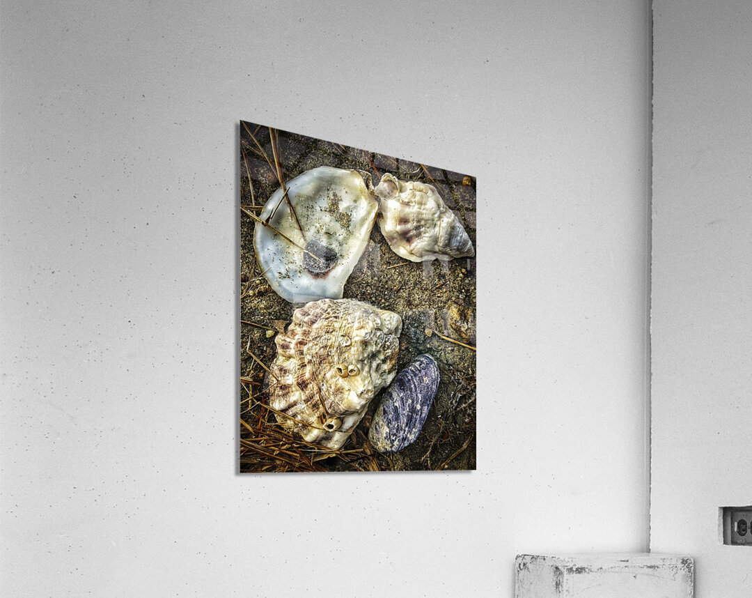 A Shoreline Find Acrylic Print