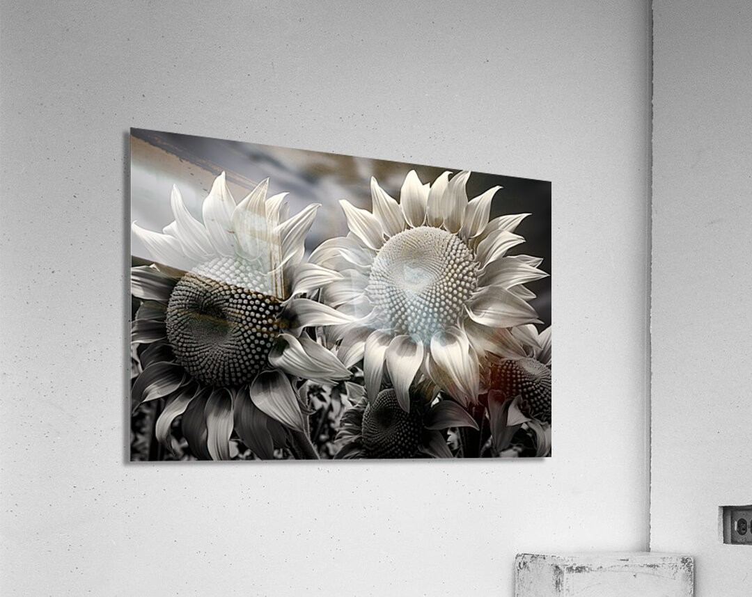 Sunlit Shadows – Dual Sunflower Study Print Acrylic Print